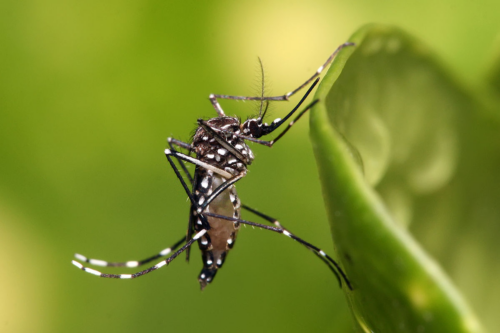 2024: Primeira morte por dengue é registrada no Maranhão